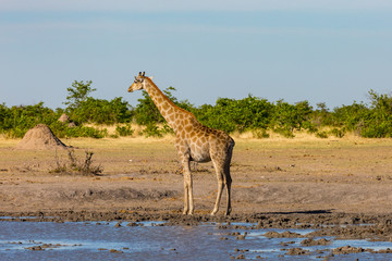 Fototapeta na wymiar male giraffe head standing at waterhole, savanna, termite hill