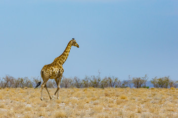 one male giraffe walking in dry grassland with buses and blue sky