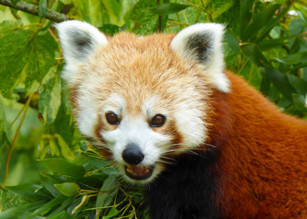 Close up of the head and shoulders of a red panda (ailuris fulgens) in a tree