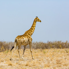 one male giraffe walking through savanna with bushes, blue sky