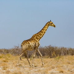 Obraz na płótnie Canvas one male giraffe walking through savanna, blue sky