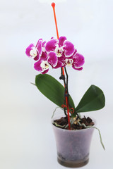 flowers orchid