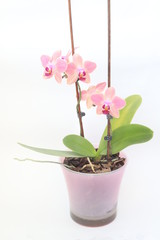 flowers orchid