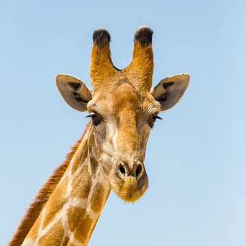 detailed front view portrait of giraffe head, blue sky