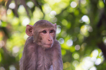 Portrait of The Rhesus Macaque Monkey Sitting Under the Trees