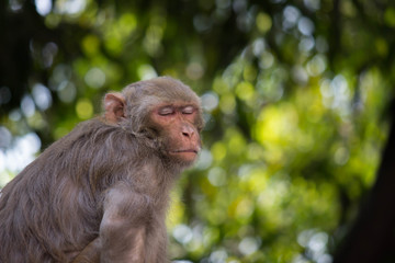 Portrait of The Rhesus Macaque Monkey Sitting Under the Trees