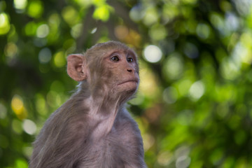 Portrait of The Rhesus Macaque Monkey Sitting Under the Trees