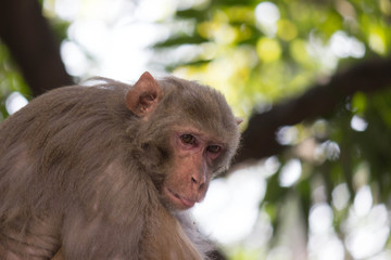 Portrait of The Rhesus Macaque Monkey Sitting Under the Trees