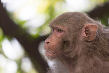 Portrait of The Rhesus Macaque Monkey Sitting Under the Trees