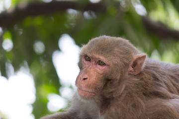 Portrait of The Rhesus Macaque Monkey Sitting Under the Trees