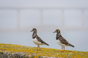 les jolies oiseaux