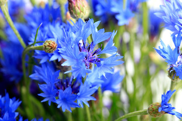Beautiful floral background of blue cornflowers