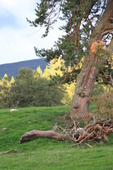 Fototapeta na wymiar Corrimony Nature Reserve, Scotland