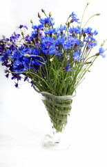 Bouquet of blue cornflowers in a glass vase on a white background