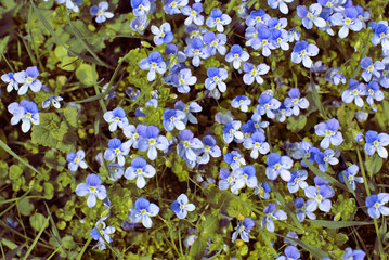 Blau Blume Wiese Frühling Sommer