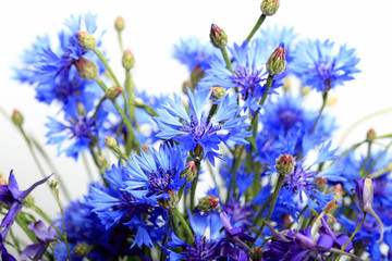 Close-up of blue cornflowers on a white background