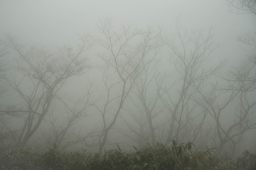 伯耆大山の森を霧が覆い、幽玄な雰囲気を醸す、森の木々の美しいシルエットが薄い布をかけた様な風景となっていた。