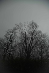 伯耆大山の森を霧が覆い、幽玄な雰囲気を醸す、森の木々の美しいシルエットが薄い布をかけた様な風景となっていた。