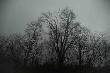 伯耆大山の森を霧が覆い、幽玄な雰囲気を醸す、森の木々の美しいシルエットが薄い布をかけた様な風景となっていた。