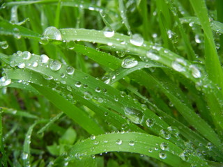 raindrops on the grass