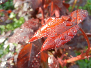 raindrops on a red leaf
