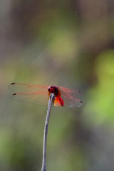 dragonfly