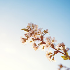Spring blooming tree branch on blue sky. Spring flowers. Spring greeting card. Copy space