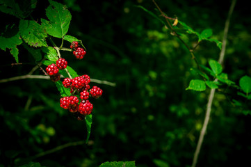 Wild black and red berries growing in the bush under the sun of Azerbaijan. Fruits of the blackberry. Caucasus forest fruits. Natural color in the brambles.