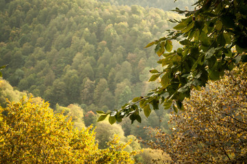 Autumn leaves on the sun and blurred trees . Fall background. Nature shot in forest of Azerbaijan