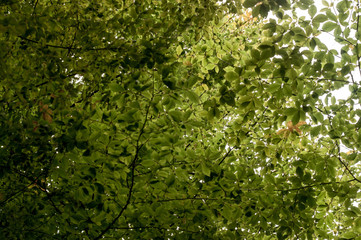 The sun's rays pass through the green leaves. Summer background. Oak green leaves on blue sky and sunlight background.