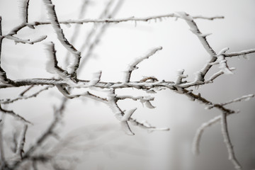 Branch covered in ice cold white frost in the winter. first frosts, cold weather, frozen water, frost and hoarfrost. Macro shot. Early winter .