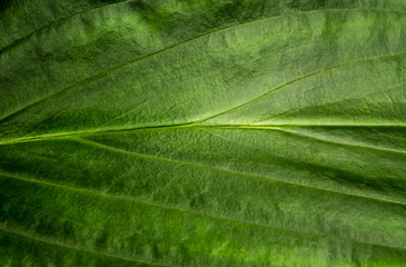 Fototapeta na wymiar Freshness tropical leaves surface as rife forest background