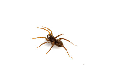 Close Up of a  Spotted Wolf Spider on White Background