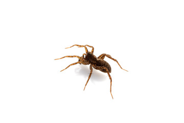 Close Up of a  Spotted Wolf Spider on White Background