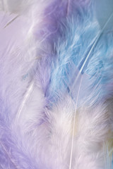 Purple, pink and blue pastel colour chicken feather texture background, close up