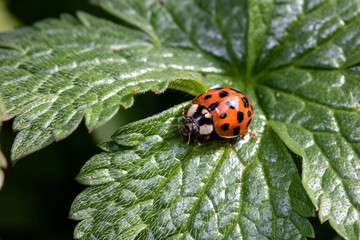Close Up of A Ladybird Ladybug On White Background