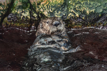Enhydra lutris - Sea otter swimming in water