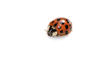 Close Up of A Ladybird Ladybug On White Background