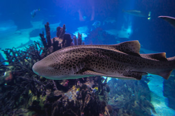 So called Zebra shark swimming in water