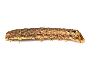 Butterfly Or Moth Brown Caterpillar Close Up on White Background