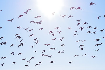 飛翔する鳩の群れ