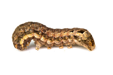 Butterfly Or Moth Brown Caterpillar Close Up on White Background