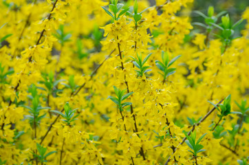 Obraz premium Winter jasmine or Jasminum nudiflorum deciduous shrub blooming with yellow flowers in early spring