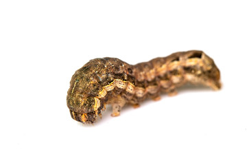 Butterfly Or Moth Brown Caterpillar Close Up on White Background