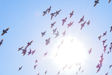 飛翔する鳩の群れ