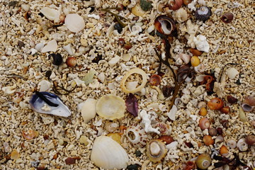 Seashells