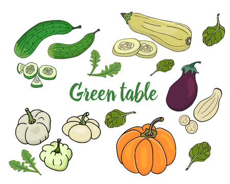 Set of vegetables, cucumber, pumpkin, zucchini, eggplant isolated on white background. Vector