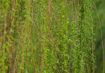 Willows Sprouting in Spring