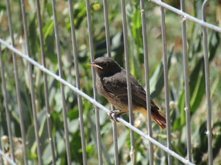 Pájaro pequeño