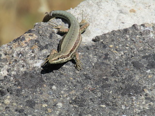 Lagartija